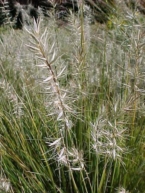 Grass - Pennisetum alopecuroides 'Little Bunny'