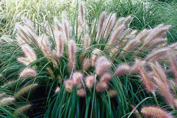 Grass - Pennisetum alopecuroides 'Red Head'