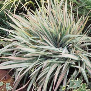 Grass - Phalaris arundinacea 'Dwarf Garters'