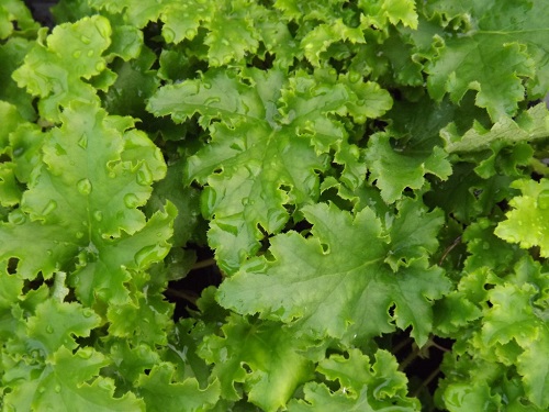 Heuchera hybrid 'Bright and Breezy'