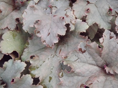 Heuchera hybrid 'Dark Storm'