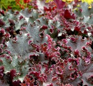 Heuchera hybrid 'Purple Petticoats'