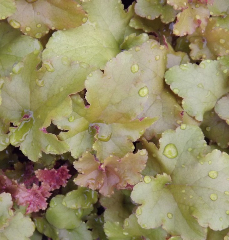 Heuchera hybrid 'September Morn'