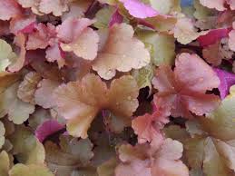 Heuchera hybrid 'Sunrise'