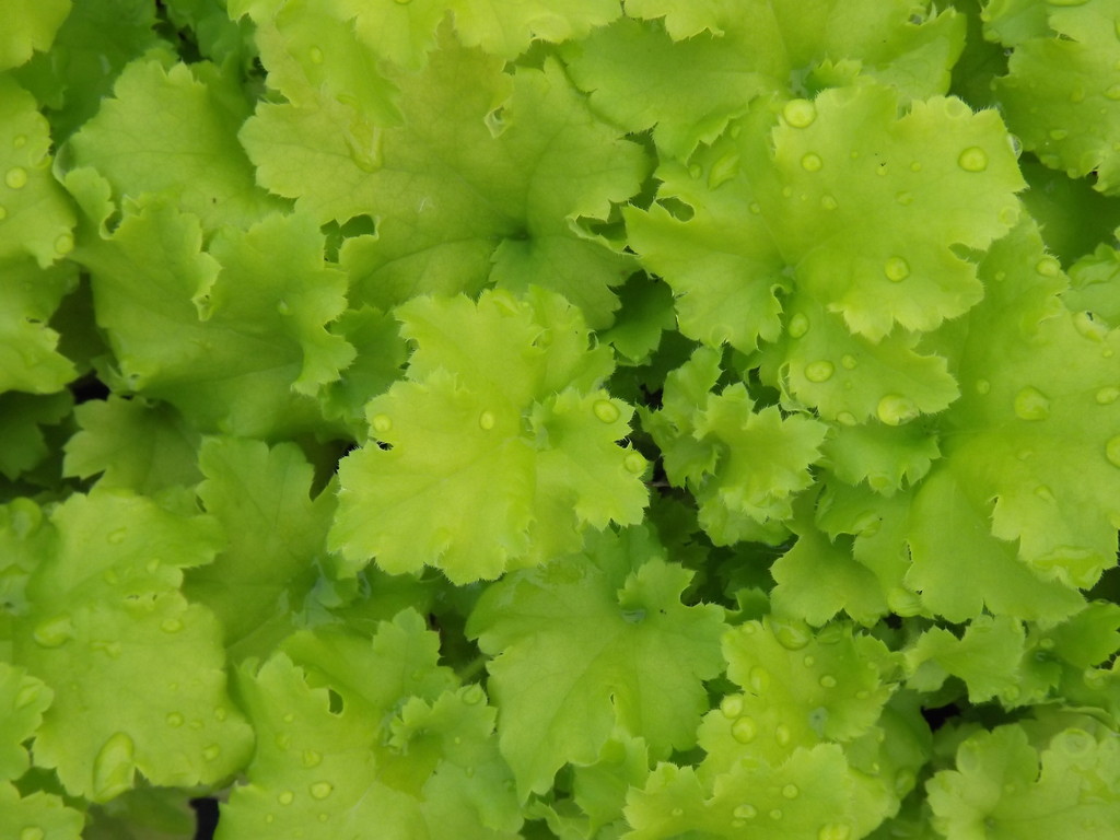 Heuchera hybrid 'Winter Joy'