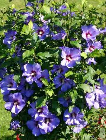 Hibiscus syriacus 'Blue Bird'