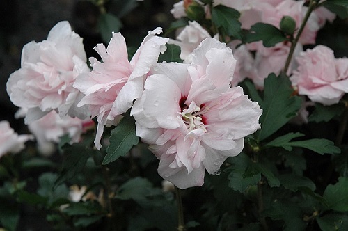 Hibiscus syriacus 'Blushing Bride'