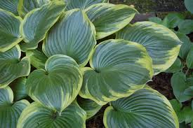 Hosta hybrid 'Christmas Tree'