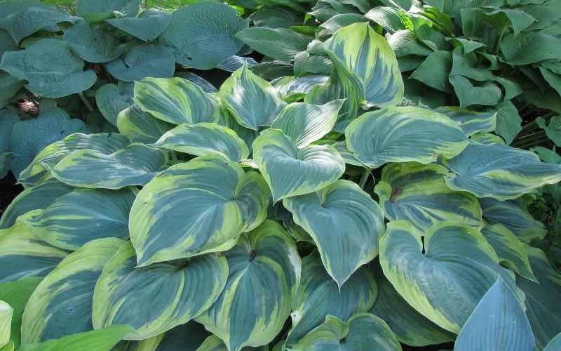 Hosta hybrid 'Earth Angel'