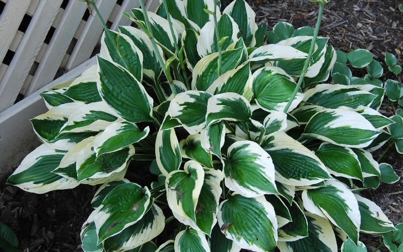 Hosta hybrid 'Patriot'