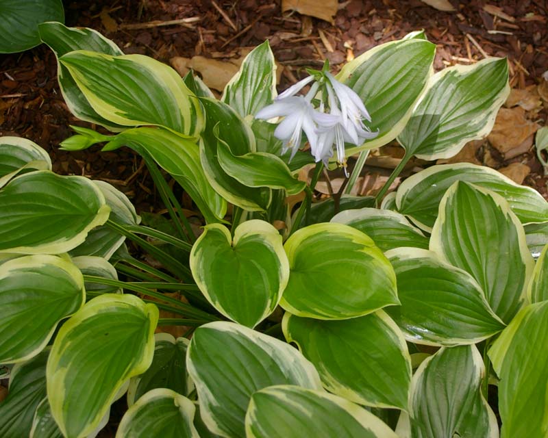 Hosta hybrid 'So Sweet'