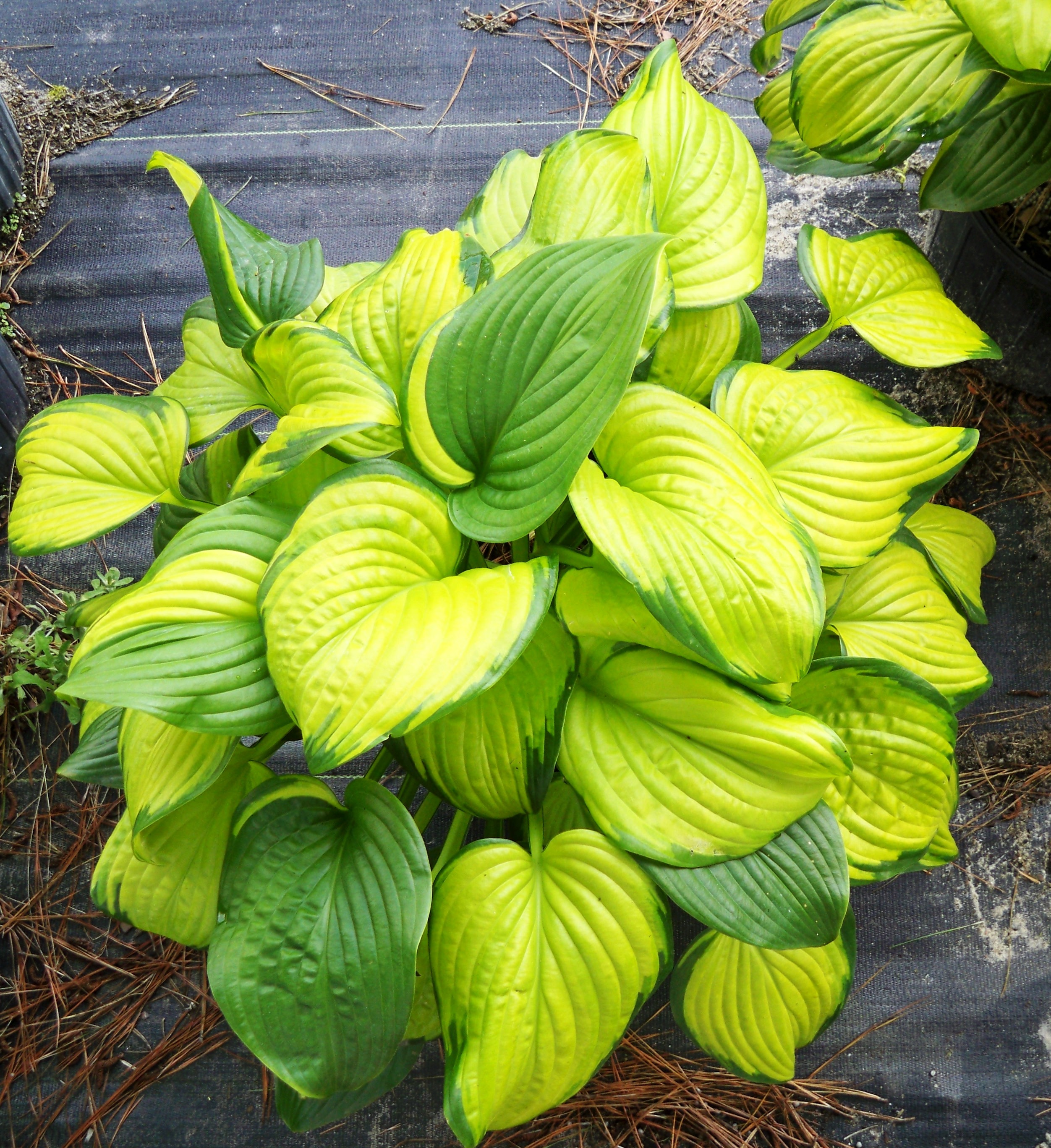 Hosta hybrid 'Stained Glass'