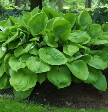 Hosta hybrid 'Sum and Substance'