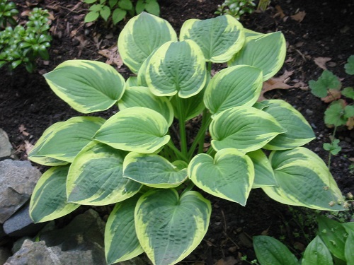 Hosta hybrid 'Wide Brim'