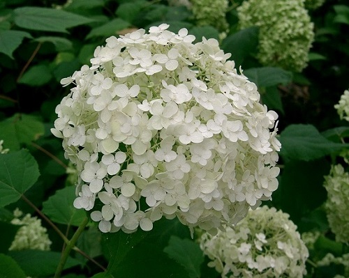 Hydrangea arborescens 'Annabelle'