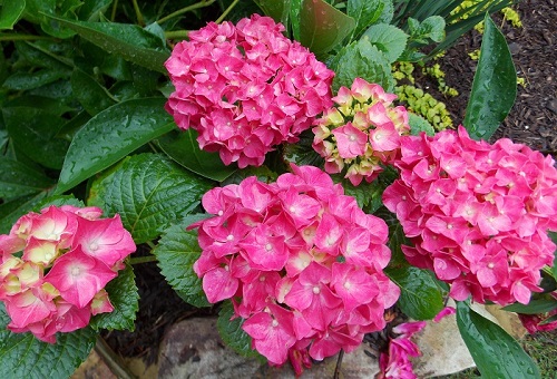 Hydrangea macrophylla 'Glowing Embers'