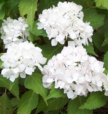 Hydrangea macrophylla 'Soeur Therese'