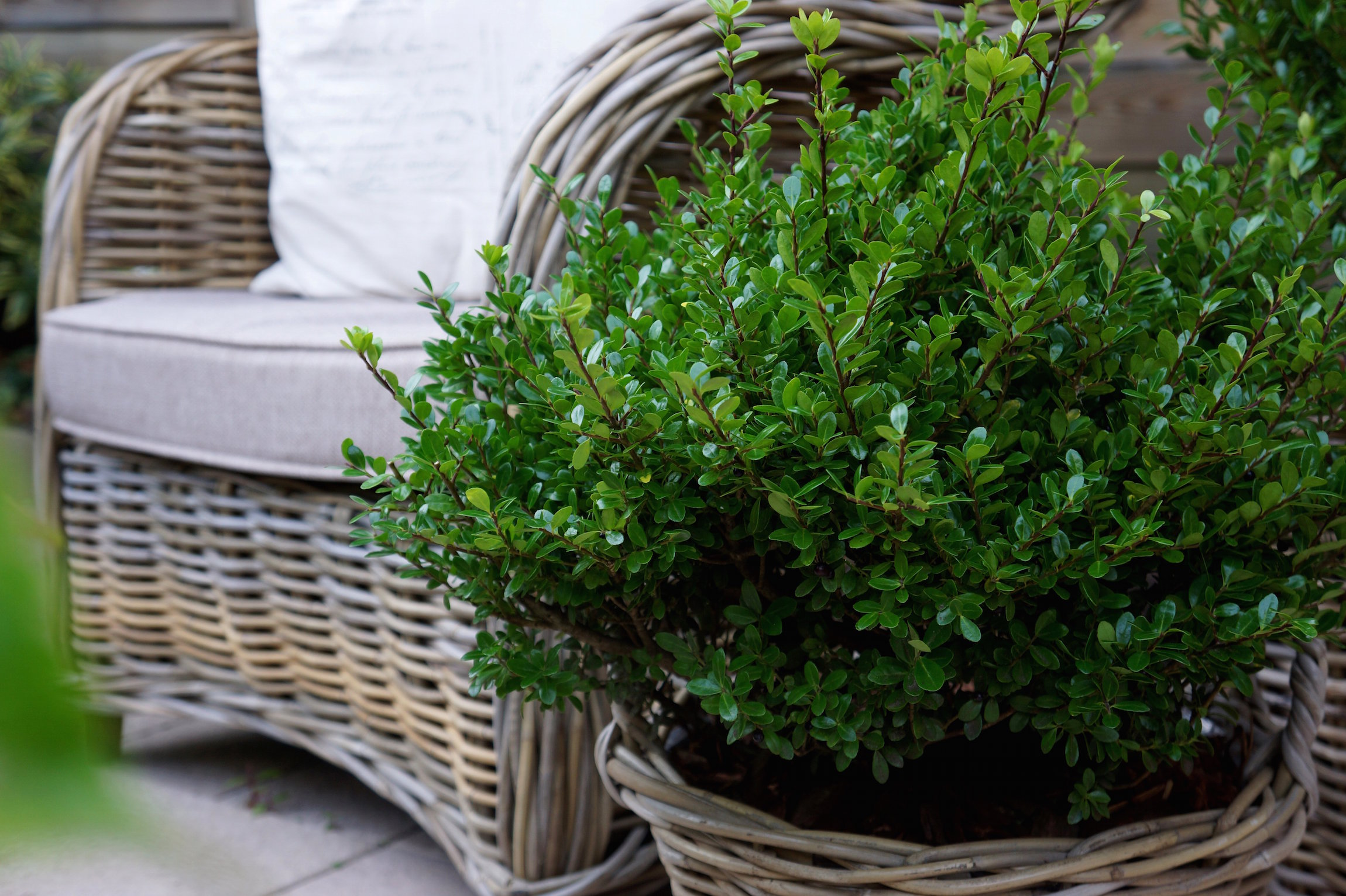 Ilex crenata LUXUS ('Anny's 5') PPAF