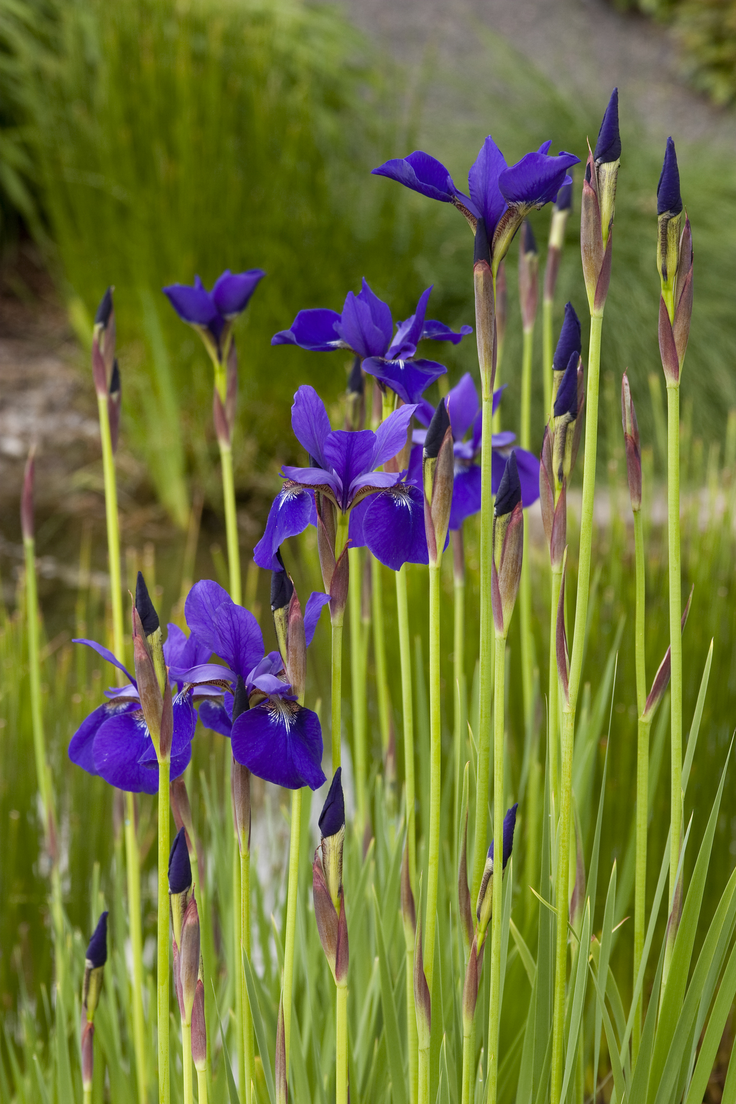 Iris sibirica 'Caesar's Brother'