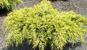 Juniperus chinensis 'Old Gold'