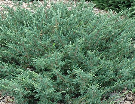 Juniperus communis 'Alpine Carpet'