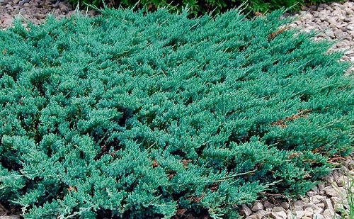 Juniperus horizontalis 'Blue Chip'