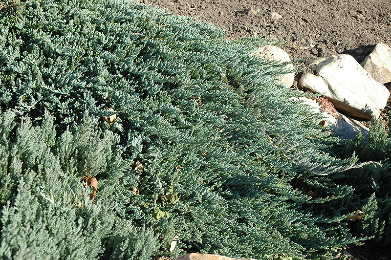 Juniperus horizontalis 'Blue Prince'