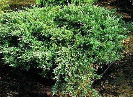 Juniperus horizontalis 'Hughes'