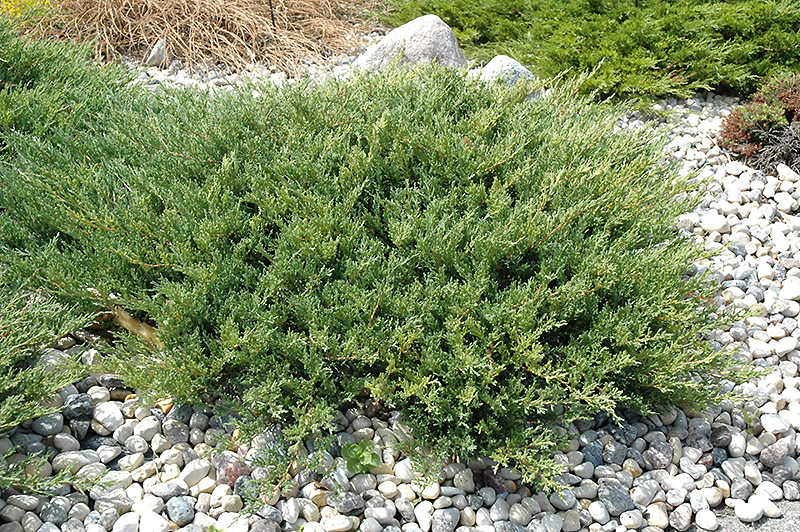 Juniperus horizontalis 'Plumosa Compacta Youn