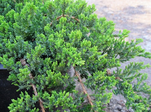 Juniperus procumbens 'Nana'