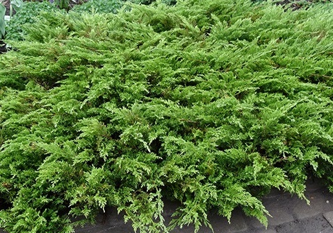 Juniperus sabina 'Buffalo'