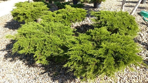Juniperus sabina 'Calgary Carpet'