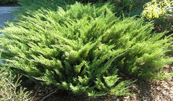 Juniperus sabina 'Skandia'