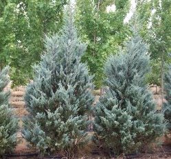 Juniperus scopulorum 'Moonglow'