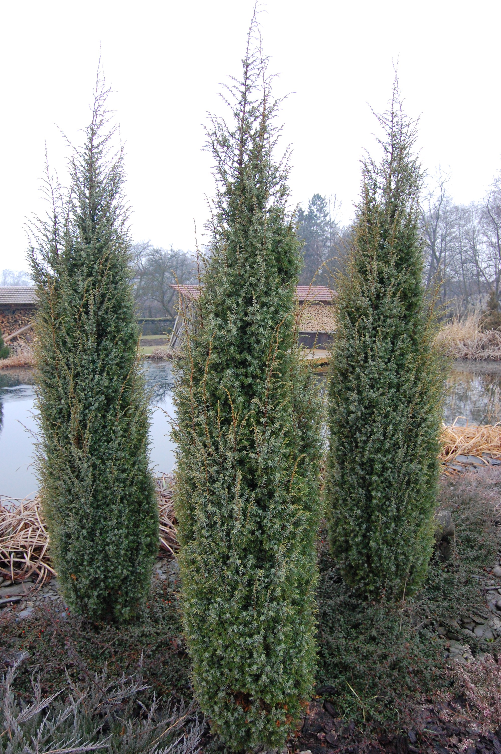 Juniperus scopulorum 'Skyrocket'