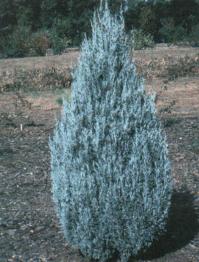 Juniperus scopulorum 'Wichita Blue'