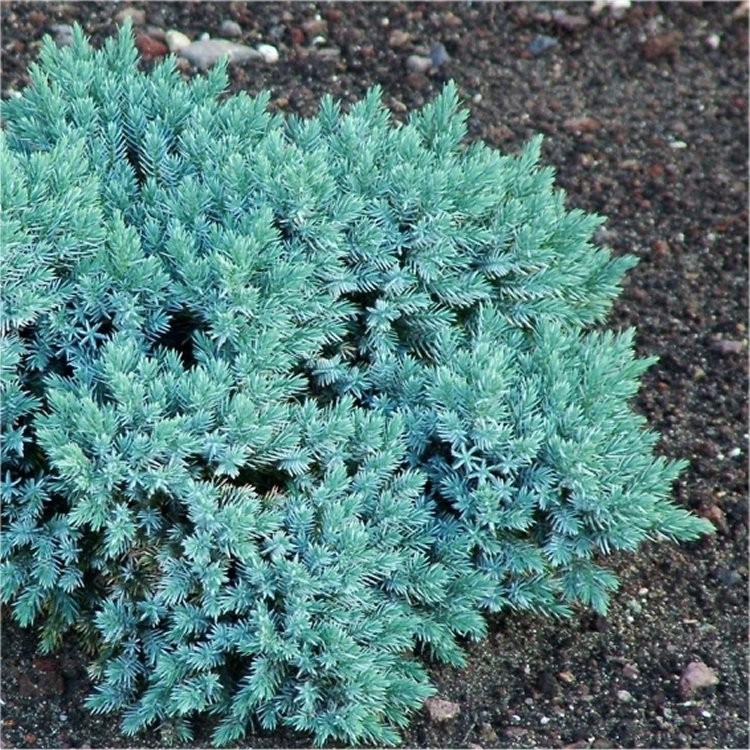 Juniperus squamata 'Blue Star'