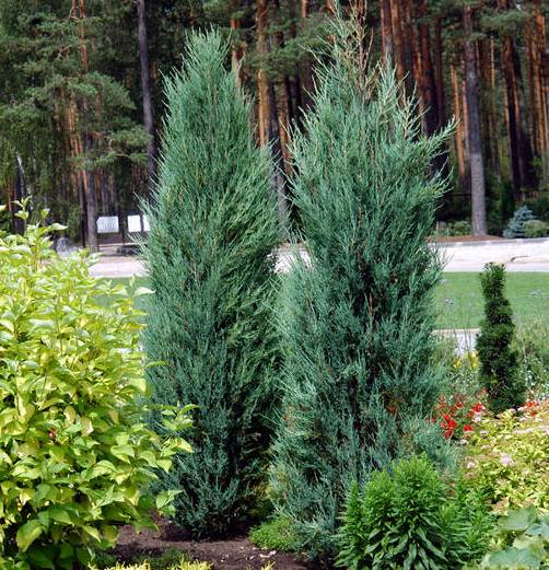 Juniperus virginiana 'Blue Arrow'