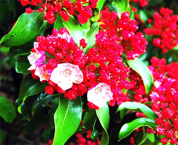 Kalmia latifolia 'Firecracker'