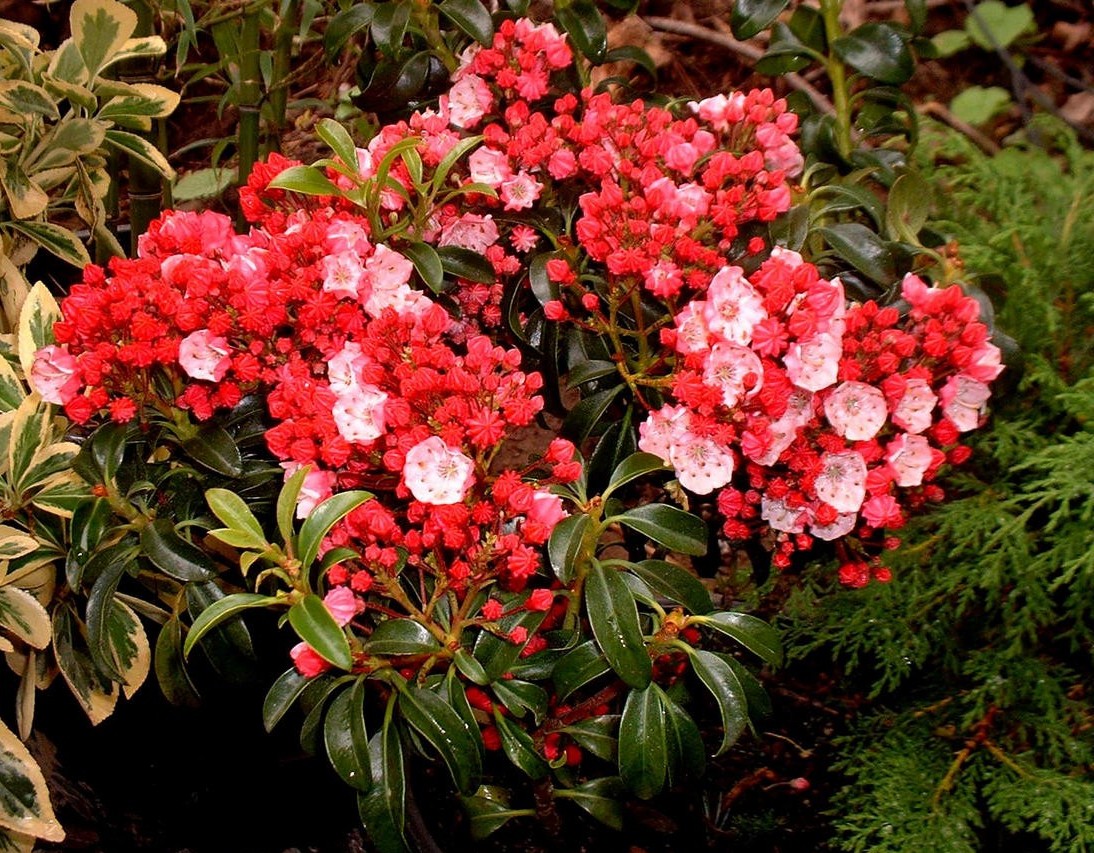 Kalmia latifolia 'Little Linda'