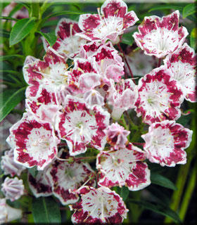 Kalmia latifolia 'Minuet'