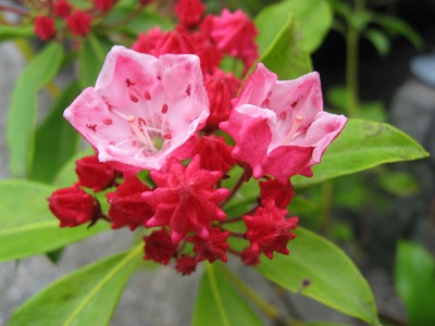 Kalmia latifolia 'Olympic Fire'