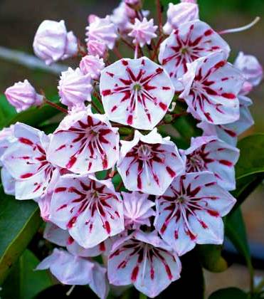 Kalmia latifolia 'Peppermint'