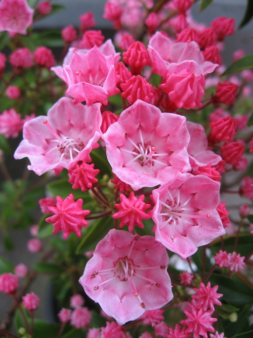 Kalmia latifolia 'Tiddlywinks'