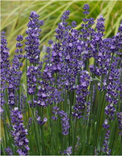 Lavandula angustifolia Big Time Blue 'Armtipp01' PP