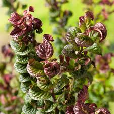 Leucothoe axillaris 'Curly Red'