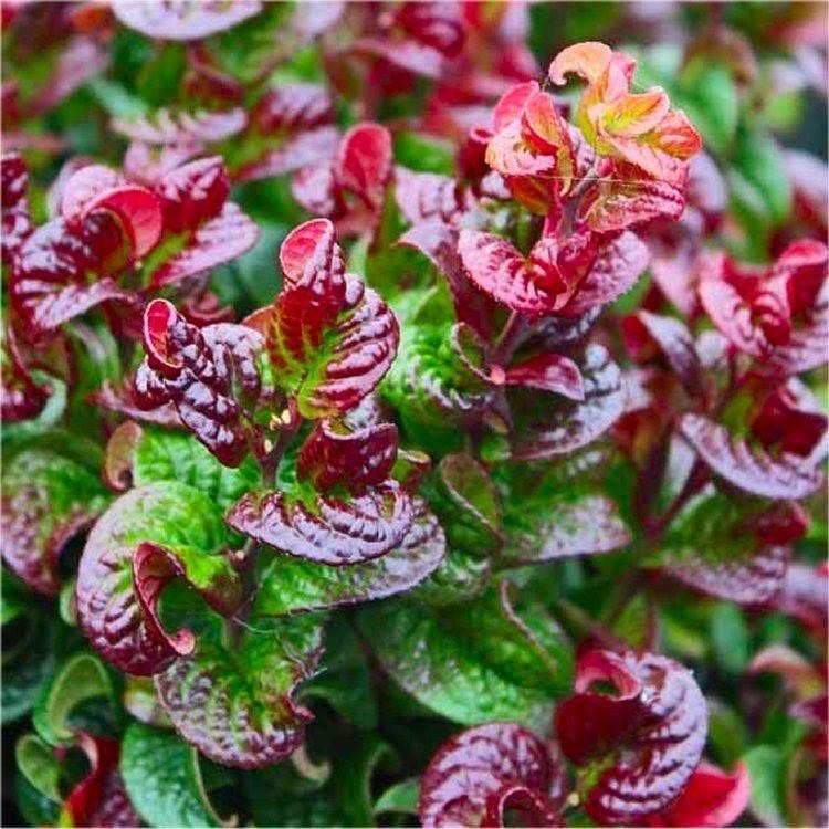 Leucothoe axillaris Twisting Red ('Opstal 20') PPAF