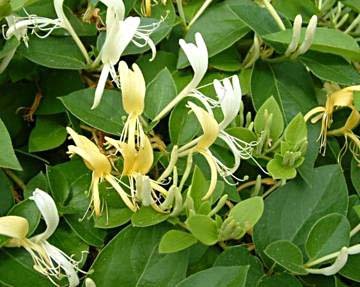 Lonicera japonica 'Hall's Prolific'