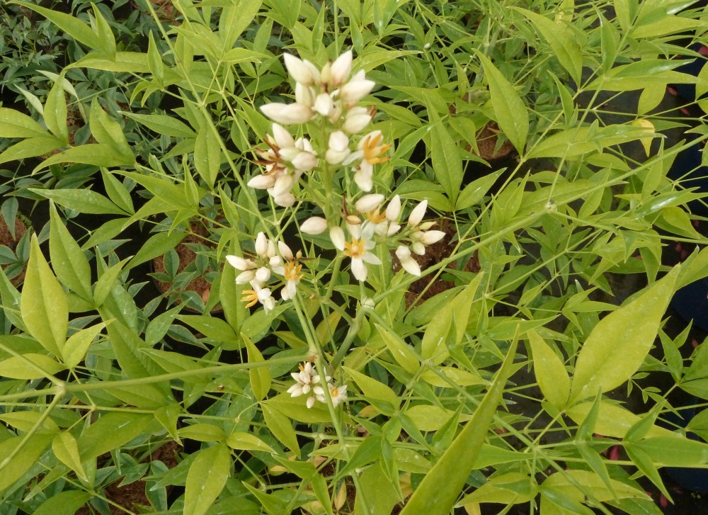 Nandina domestica 'Bright Light'