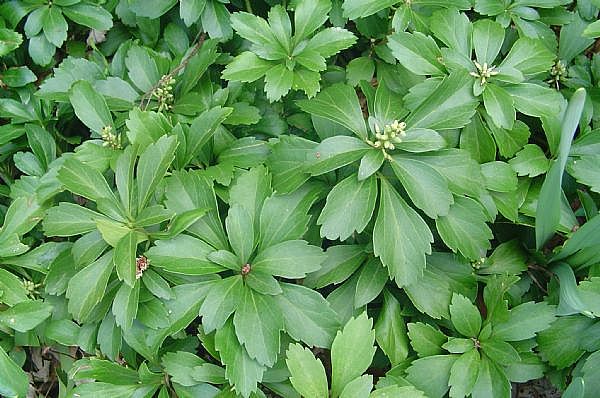 Pachysandra terminalis